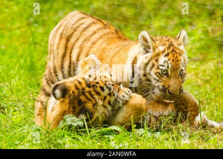 Zwei Amur/Sibirische Tiger Cubs (Panthera tigris Altaica) Zusammen Stockfoto