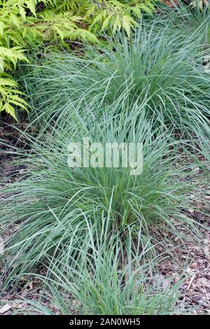 SCHIZACHYRIUM SCOPARIUM MINNBLUEA BLAUEN HIMMEL Stockfoto