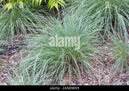 SCHIZACHYRIUM SCOPARIUM MINNBLUEA BLAUEN HIMMEL Stockfoto