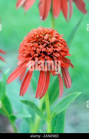 ECHINACEA "HOT PAPAYA" Stockfoto