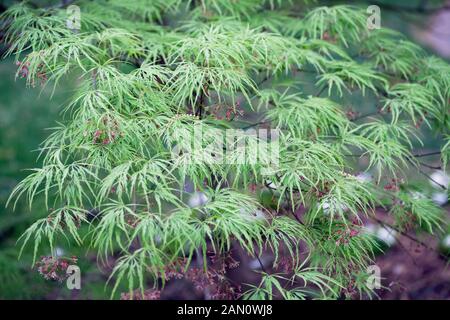 ACER PALMATUM DISSECTUM "VIRIDIS" Stockfoto