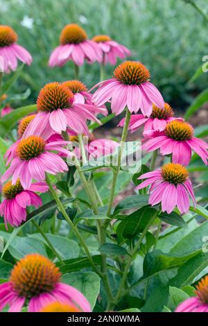 ECHINACEA PURPUREA "POWWOW WALDBEERE" Stockfoto