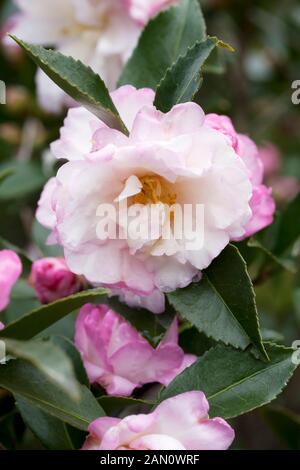 CAMELLIA SASANQUA ' LESLIE ANN " Stockfoto