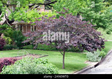 CERCIS 'FOREST PANSY' Stockfoto