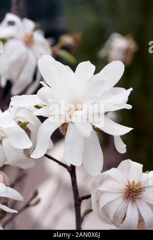 MAGNOLIA LOEBNERI 'MERRILL' Stockfoto