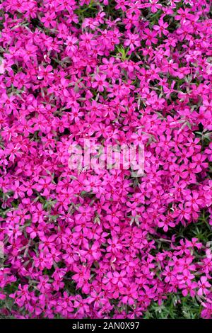 PHLOX SUBULATA 'SCARLET FLAME' Stockfoto