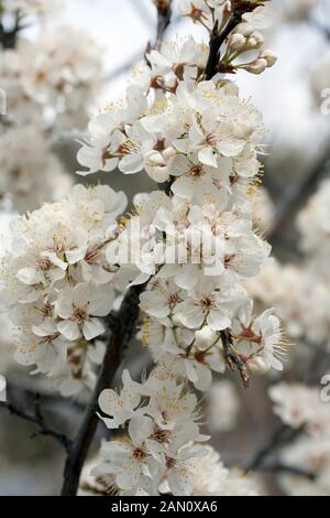 PRUNUS MEXICANA BLUME Stockfoto