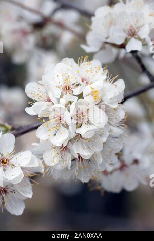 PRUNUS MEXICANA BLUME Stockfoto