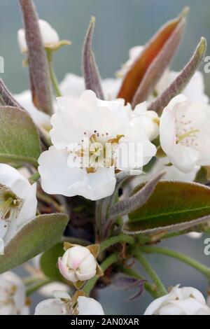 PYRUS PYRIFOLIA ASIATISCHE BIRNE BLUME Stockfoto