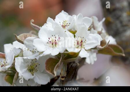 PYRUS PYRIFOLIA ASIATISCHE BIRNE BLUME Stockfoto