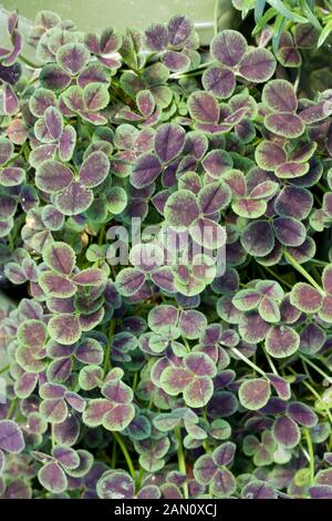 TRIFOLIUM REPENS 'ATROPURPUREUM' Stockfoto