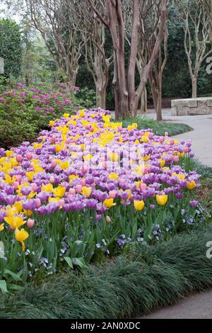 TULIPA 'GOLDEN OXFORD' 'MENTON' 'VIOLET BEAUTY' Stockfoto