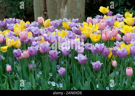 TULIPA 'GOLDEN OXFORD' 'MENTON' 'VIOLET BEAUTY' Stockfoto