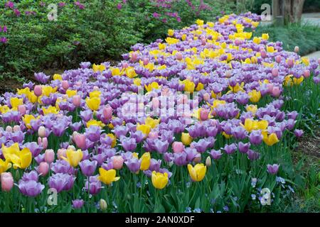 TULIPA 'GOLDEN OXFORD' 'MENTON' 'VIOLET BEAUTY' Stockfoto