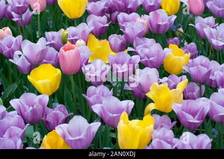 TULIPA 'GOLDEN OXFORD' 'MENTON' 'VIOLET BEAUTY' Stockfoto