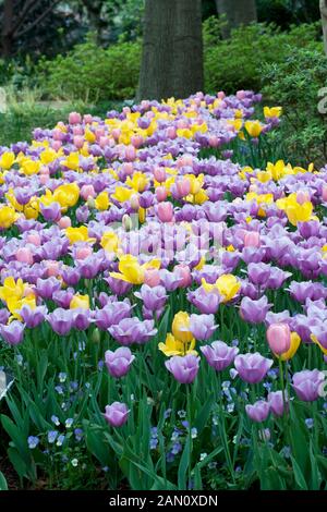 TULIPA 'GOLDEN OXFORD' 'MENTON' 'VIOLET BEAUTY' Stockfoto