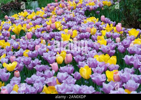 TULIPA 'GOLDEN OXFORD' 'MENTON' 'VIOLET BEAUTY' Stockfoto