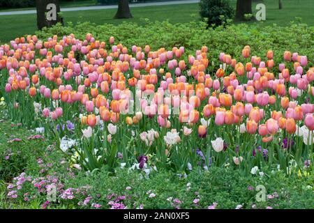 TULIPA 'ATEMBERAUBENDE APRIKOSE' 'DORDOGNE' 'APRICOT BEAUTY' "MENTON" Stockfoto