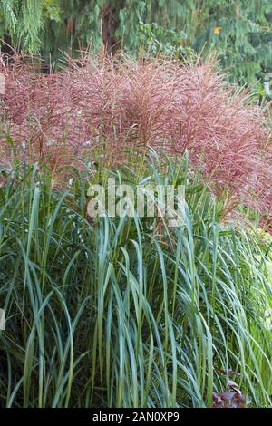 MISCANTHUS SINENSIS ROTSILBER Stockfoto