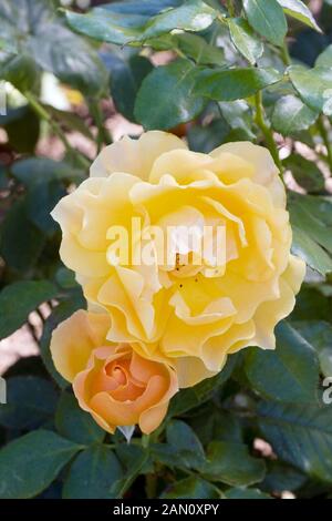 ROSA "EASY GOING" Stockfoto