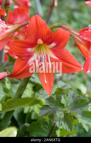 HIPPEASTRUM JOHNSONII Stockfoto