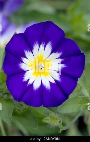 CONVOLVULUS TRICOLOR ROYAL ENSIGN Stockfoto