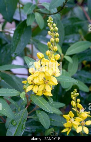 GALPHIMIA GLAUCA "GOLDENE DUSCHE" Stockfoto