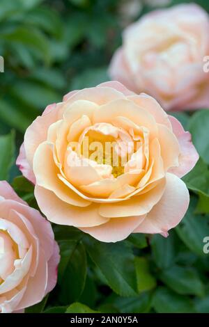 ROSA "MARIE CURIE" Stockfoto