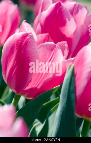 TULIPA "WEIHNACHTSTRAUM" Stockfoto