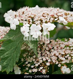 VIBURNUM SARGENTII '' ONONDAGA'' Stockfoto