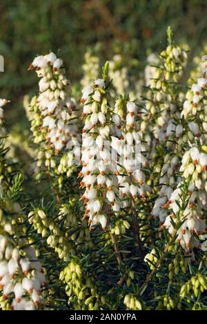 ERICA X DARLEYENSIS "KATIA" Stockfoto