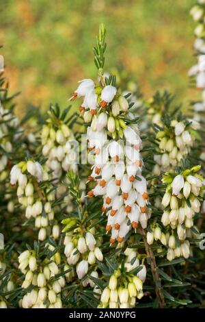 ERICA X DARLEYENSIS "KATIA" Stockfoto