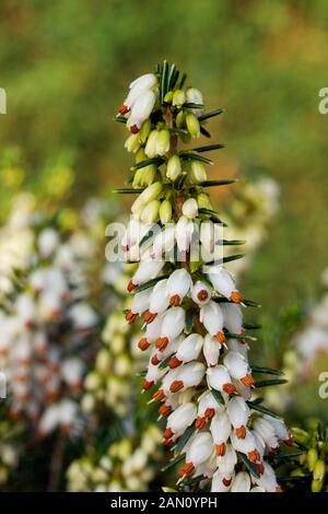 ERICA X DARLEYENSIS "KATIA" Stockfoto