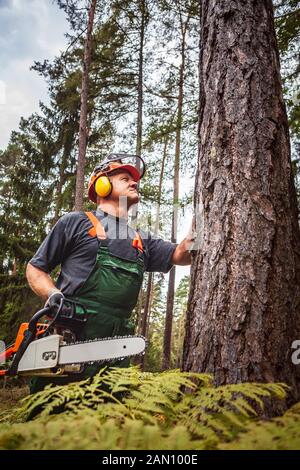 ein Holzfäller bei der Arbeit im Wald Stockfoto