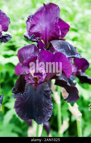 IRIS 'ZOBEL NIGHT' GAINSBOROUGH HAUSGARTEN SUDBURY Stockfoto