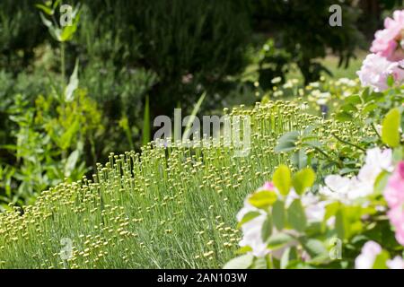 GAINSBOROUGH ES HAUS GARTEN SUDBURY Stockfoto