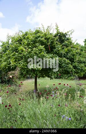 GAINSBOROUGH ES HAUS GARTEN SUDBURY Stockfoto