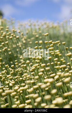 GAINSBOROUGH ES HAUS GARTEN SUDBURY Stockfoto