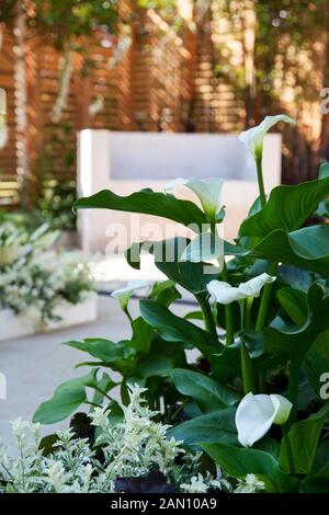 AUGUST 1963 ICH HABE EINEN TRAUM - GARTEN-DESIGNER STEPHEN EIN RYAN RHS HAMPTON COURT FLOWER SHOW.  FEIERT 50 JAHRE FORTSCHRITT IN RASSISCHE INTEGRATION UND GLEICHBERECHTIGUNG SEIT MARTIN LUTHER KINGS BERÜHMTE REDE IM AUGUST 1963. Stockfoto