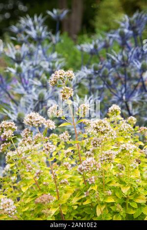 ORIGANUM VULGARE 'THUMBLES VIELFALT' Stockfoto