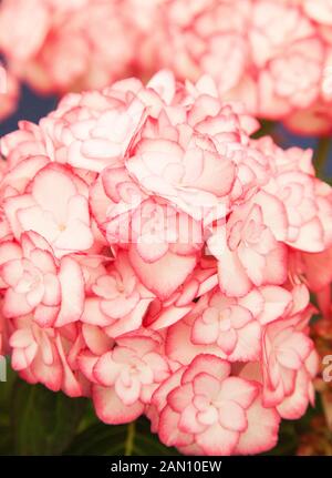 HYDRANGEA MACROPHYLLA 'MISS SAORI"(RHS PFLANZE DES JAHRES 2014) Stockfoto