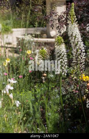 M & G INVESTITIONEN GARTEN - DESIGNER CLEVE WEST - RHS CHELSEA Stockfoto