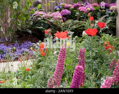 PAPAVER UND LUPINUS IN GRENZEN Stockfoto