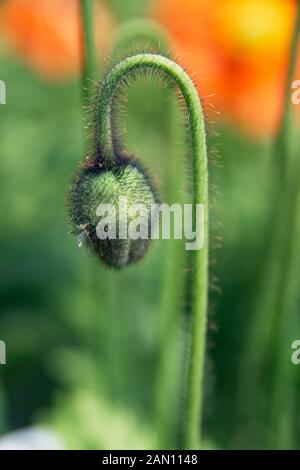 PAPAVER NUDICAULE GARTEN GNOME MOHN ISLÄNDISCHER MOHN. Stockfoto