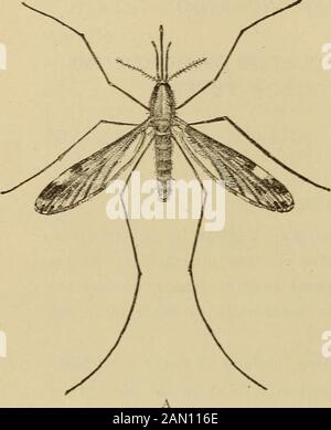 Der Hausmediziner, eine beliebte Arbeit zur Behandlung von Krankheiten. Oquitos wiederum erwerben den malariellen Parasiten von an Malaria erkrankten Bitingmenschen. So wird es möglich, dass ein malarieller Patient, der in eine bisher krankheitsfreie Region kommt, den gesamten Distrikt durch die mediumof Moskitos mit Malaria infiziert. Während die parasitenbewohnende Mücke die einzige Ursache für Malaria ist, sind bestimmte Umstände für das Leben und Wachstum von Mücke und Parasit erforderlich; es handelt sich dabei um Feuchtigkeit und richtige Temperatur, wobei die Temperatur für den g nicht unter 60 Grad C liegen sollte Stockfoto