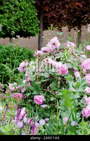 LAURENT PERRIER ZWEIHUNDERTJAHRFEIER GARTEN DESIGNER ARNE MAYNARD RHS CHELSEA FLOWER SHOW 2012.  ROSA REINE DES VIOLETTES. Stockfoto