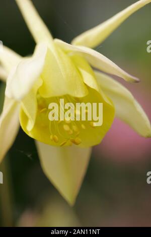 AQUILEGIA CHRYSANTHA "YELLOW QUEEN'' Stockfoto