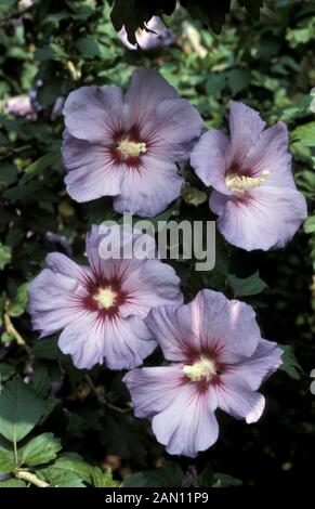 HIBISCUS SYRIACUS BLUE BIRD OISEAU BLEU Stockfoto