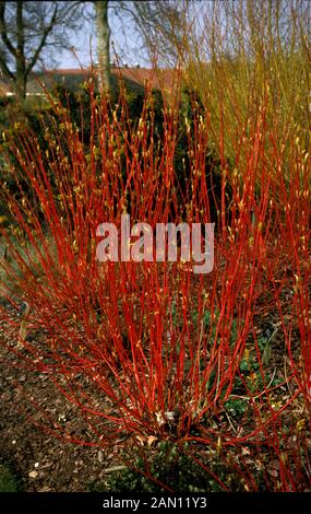 CORNUS ALBA SIBIRICA ROT BELLTE HARTRIEGEL VOLLPFLANZEN Stockfoto