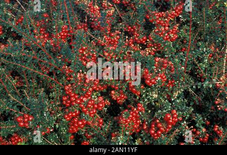 CALLUNEN MUCRONATA CRIMSONII (SY PERNETTYA) BEEREN UND LAUB Stockfoto